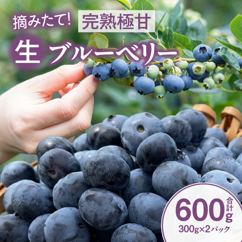 【ふるさと納税】【摘みたて！】完熟極甘ブルーベリー(生果)600g・N067 果物 フルーツ ケーキ 旬のフルーツ 季節のフルーツ 甘い デザート おすすめ 国産 生ブルーベリー ギフト プレゼント お祝い 内祝い お返し 贈り物 贈答 贈答用 食品 愛知県 西尾市 送料無料