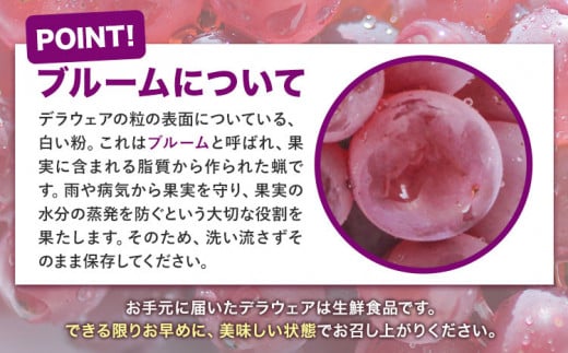 【先行予約】デラウェア《大好評につき受付延長！！》デラウェア 選べる 約2kg(8パック) 有限会社なかむら農園《2026年6月上旬-7月下旬頃出荷》大阪府 羽曳野市 ぶどう ブドウ 葡萄 送料無料