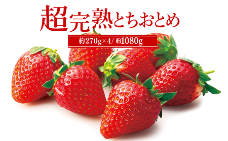 いちご【2月以降発送】朝採れとちおとめ レギュラーサイズ 約270g × 4パック 合計 約1080g |イチゴ いちご