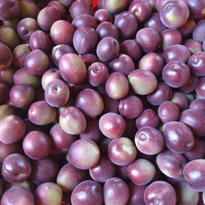 ふるさと納税 田辺市 【2025年分先行予約】紫宝梅『ミスなでしこ(R)』【青梅:1kg】【ngm009】 |  | 01