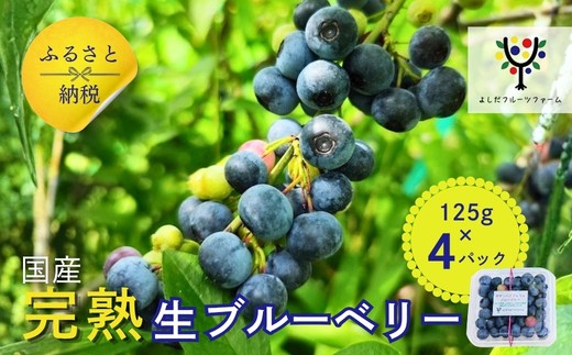 
                  国産 生ブルーベリー 500g (125g×4パック) 品種おまかせ ※発送時期にご注意ください ｜ ブルーベリー ぶるーべりー フルーツ 果物 くだもの 産地直送 期間限定 数量限定 大阪 河内長野 よしだフルーツファーム
                