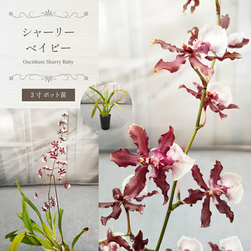 【ふるさと納税】シャーリーベイビー｜ 希少種 開花株 苗 栃木県 真岡市 送料無料 インテリア 花 はな