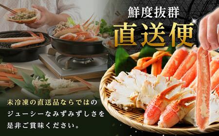 金沢港 直送！ボイル 加能ガニ(大)  ズワイガニ ずわい ズワイ蟹 蟹 カニ 冷蔵 人気 おすすめ 期間限定  石川 金沢 加賀百万石 加賀 百万石 北陸 北陸復興 北陸支援