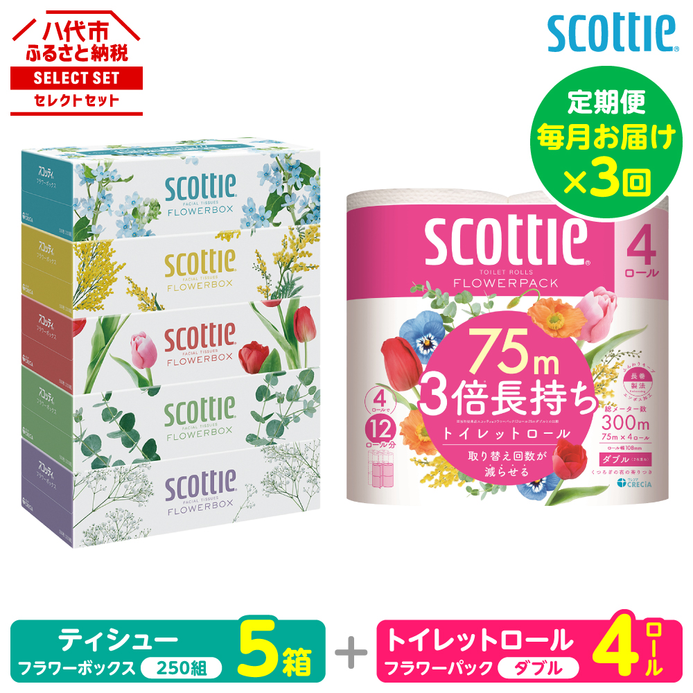 【定期便3回】【毎月お届け】【スコッティ】 組み合わせ ティシュー フラワーボックス 250組 5箱 計15箱 トイレットロール ダブル フラワーパック 3倍長持ち 4ロール 計12ロール 八代市