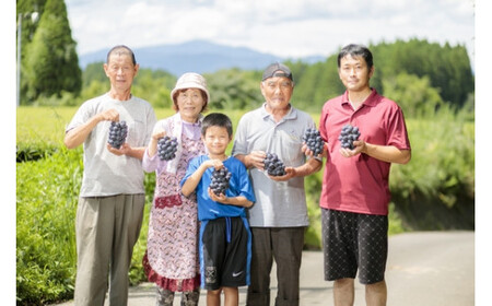 【数量限定・先行受付】久保ぶどう園のニューピオーネ約2kg (3～4房) 果汁たっぷりの美味しい大粒の葡萄 [ブドウ 葡萄 大粒 果物 フルーツ 季節限定 果物 ギフト 贈答 産地直送 産直 2キロ]