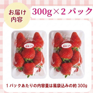 いちご 紅ほっぺ 約600g ( 約300g × 2パック ) 朝採り いちご