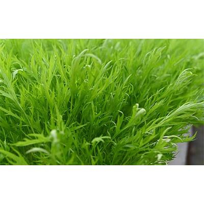 ふるさと納税 美濃加茂市 【発送月固定定期便】水耕栽培 新鮮 葉物野菜セット 全4回 |  | 03