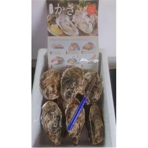仙鳳趾名産 牡蠣 150～199g×13個+かきナイフ付K4-3_仙鳳趾 センポウシ せんぽうし 牡蠣 カキ 生食用 殻付き 牡蠣 絶品 産地直送 北海道 釧路町 釧路超 特産品 _【配送不可地域：離