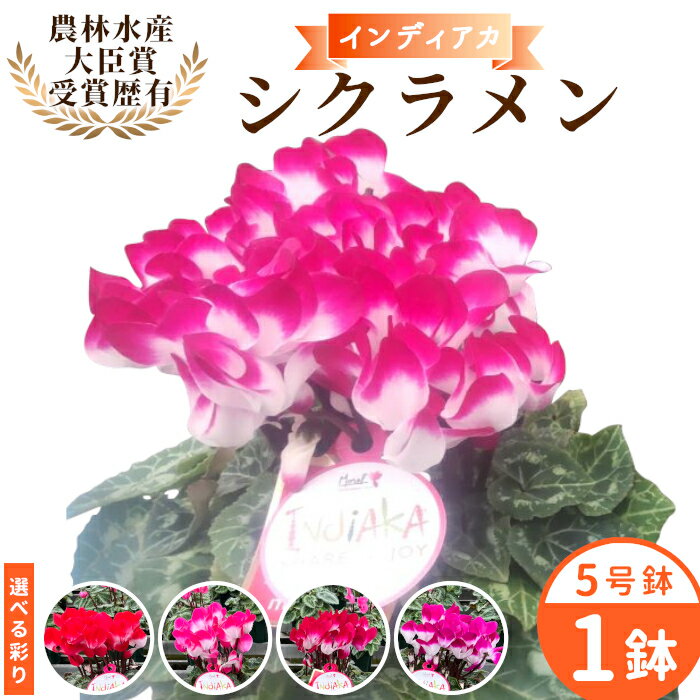 【ふるさと納税】〈予約品〉 ＼選べるカラー／ シクラメン 5号鉢 インディアカ 農林水産大臣賞受賞歴あり 花 ピンク 白 赤 プレゼント 贈り物 鉢花 鉢 ガーデン ガーデニング 愛知県産 クリスマス パープル マゼンタ フクシア ライトフクシア -224