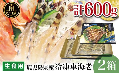 【鹿児島県産】活〆 冷凍車海老 600g（生食用） えび クルマエビ 車えび 海鮮 海産物 刺身 寿司 天ぷら 塩焼き エビフライ 急速冷凍 冷凍 鹿児島 坊津 南さつま市