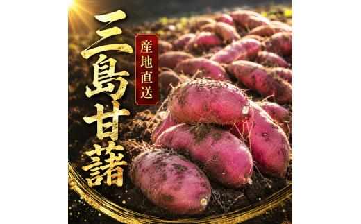【予約受付中2027年12月上旬～順次発送】 三島甘藷 約 5kg 紅はるか 山北印 さつまいも さつま芋 産地直送 野菜 冬野菜 焼き芋 芋 やきいも ヤキイモ 人気 おやつ 上品な甘み 香り デザ