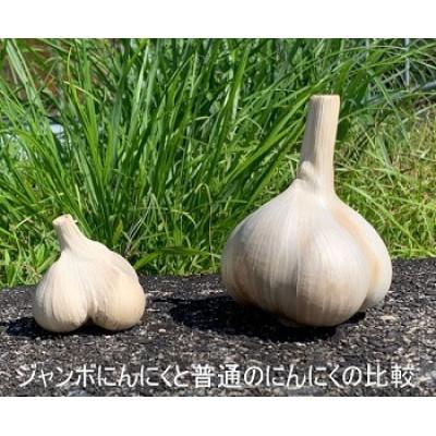 ふるさと納税 伊賀市 ジャンボ黒にんにく(皮なし)セット |  | 01