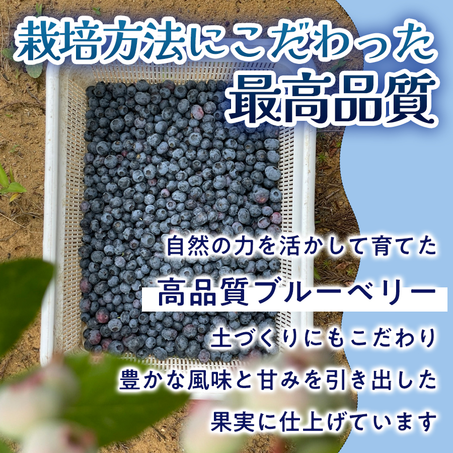 ＜ 先行予約 ＞ ドライブルーベリー 50g 無添加 摘みたて 砂糖不使用 ノンオイル ドライフルーツ