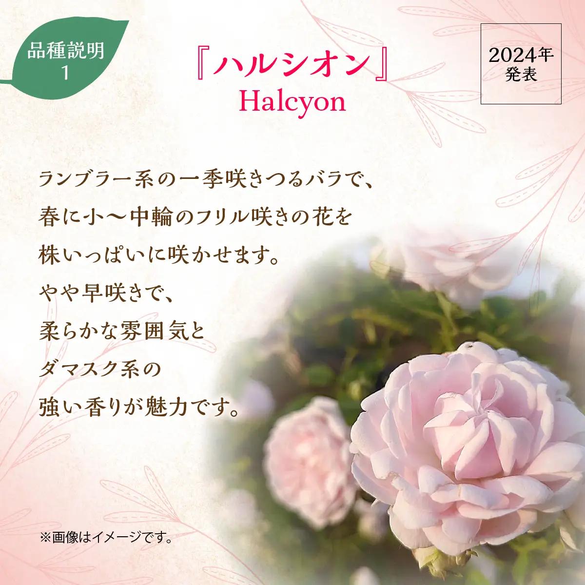 【Apple Roses】バラ苗『ハルシオン』新苗育成苗6号ポット植え HNNH042