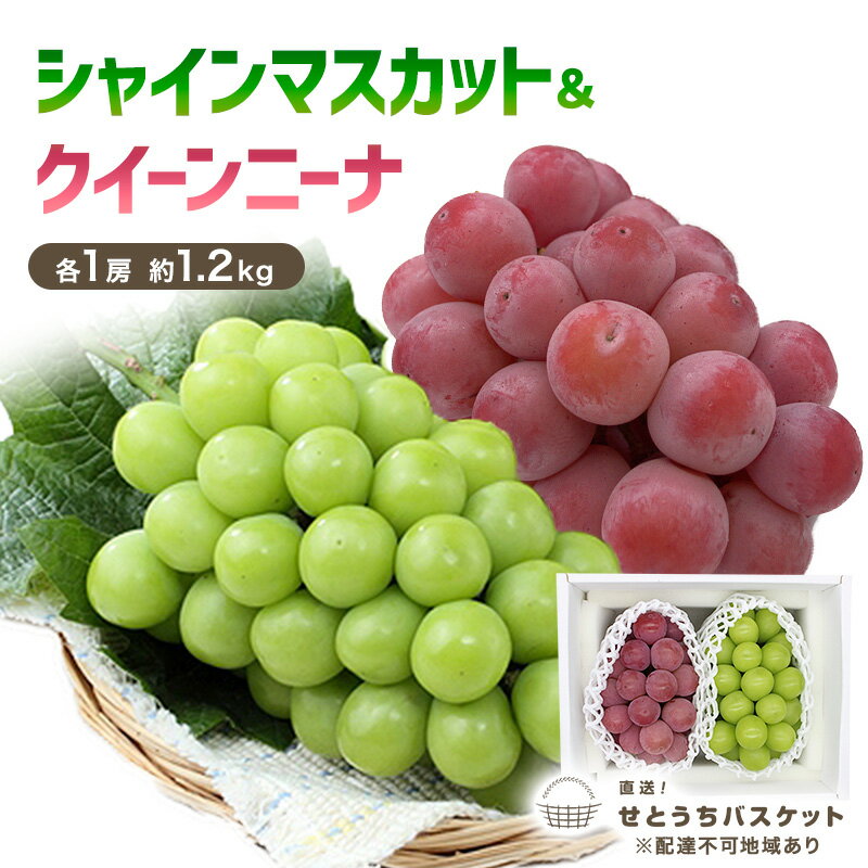 【ふるさと納税】ぶどう 2026年 先行予約 シャインマスカット ＆ クイーンニーナ 各1房 約1.2kg ブドウ 葡萄 岡山県産 国産 フルーツ 果物 直送！せとうちバスケット　お届け：2026年9月中旬～2026年10月上旬
