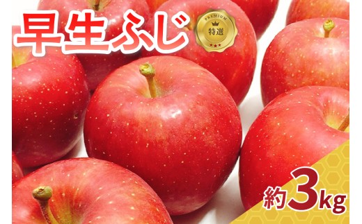 【2025年10月発送】 りんご 青森 【特選】 早生 ふじ 約 3kg  