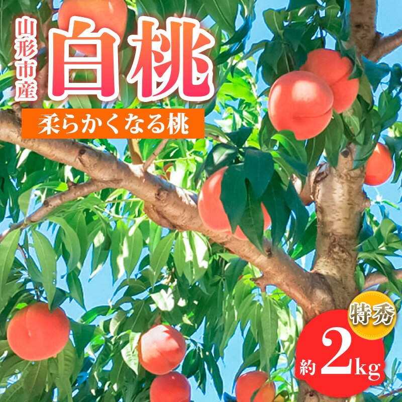 【ふるさと納税】山形市産 白桃 特秀品 約2kg(4～8玉) 柔らかくなる桃 【令和7年産先行予約】FS24-756