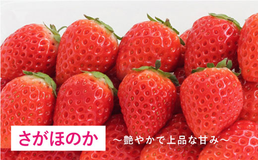【1月〜3月にお届け・3回定期便】さがほのか・いちごさん（1回4P約1kg） イチゴ いちご 苺 フルーツ 果物 佐賀県産 佐賀産 旬 吉野ヶ里町/リエンサーク [FCC005]