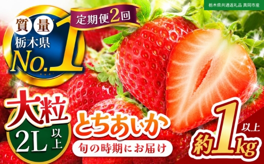 【定期便2回】苺 いちご 大粒とちあいか 約1000g【栃木県共通返礼品 真岡市産】TT 栃木県 下野市