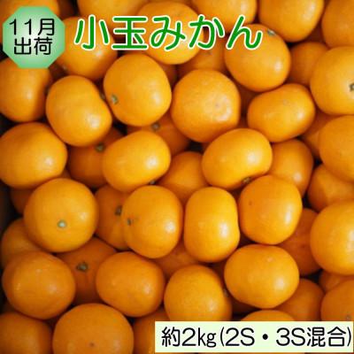 ふるさと納税 紀の川市 【発送月固定定期便】和歌山の旬のフルーツ(いちご・いちじく・みかん・キウイ)定期便全4回 |  | 03