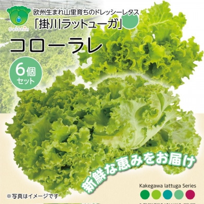 【こだわりの1種×6株】湧き水で育ったリーフレタス「掛川ラットューガ・コローラレ」【配送不可地域：離島・北海道・沖縄県・四国・九州】