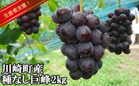  【 8月中旬から順次発送 】種なし 巨峰 ２kg 箱詰め ぶどう ぶどう ぶどう ぶどう ぶどう OHT001
