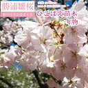 【ふるさと納税】勝浦ひな桜 苗木 1本