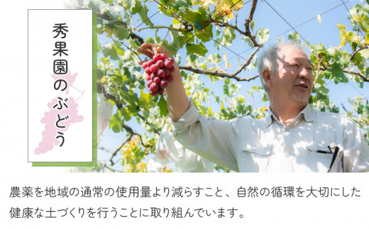 【先行受付2026年発送】種あり巨峰2kg（4~6房）｜秀果園　※2026年9月上旬～10月下旬順次発送予定