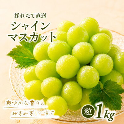 【ふるさと納税】【訳あり】シャインマスカット粒　約1kg【2026年発送】茨城県産フルーツ 人気のぶどう【配送不可地域：離島・沖縄県】【1771314】