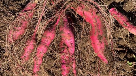 【 先行予約 2024年10月下旬以降発送 】訳あり 無選別 熟成 農家直送 八千代町産 シルクスイート 生芋 約 10kg 農家直送 熟成 イモ 芋 いも おやつ デザート 秋 [AX035ya]