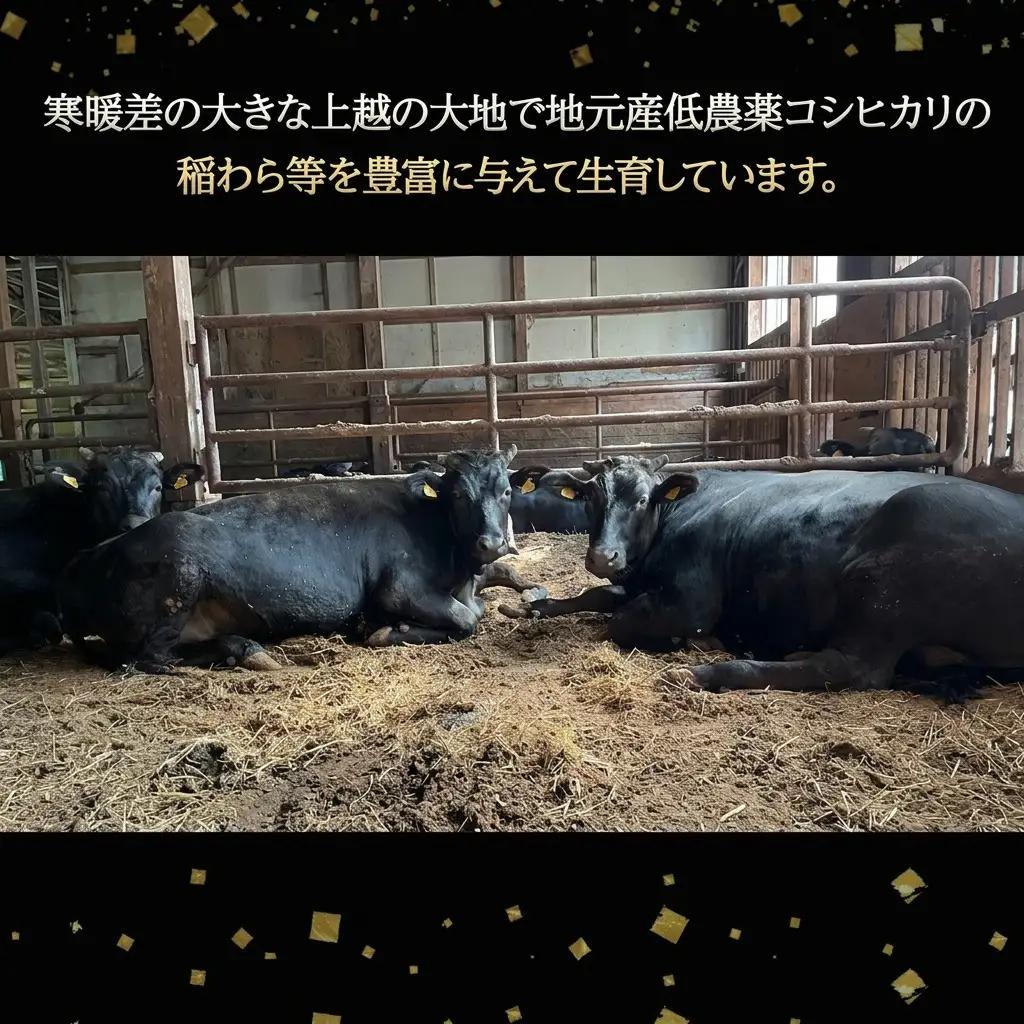【プロも高評価】くびき牛 すき焼き用肉 500g 国産 すき焼き用肉