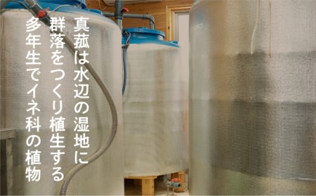 No.105 真菰（まこも）乳酸菌液と電磁波防御CMCシールセット【n0105_nyu】