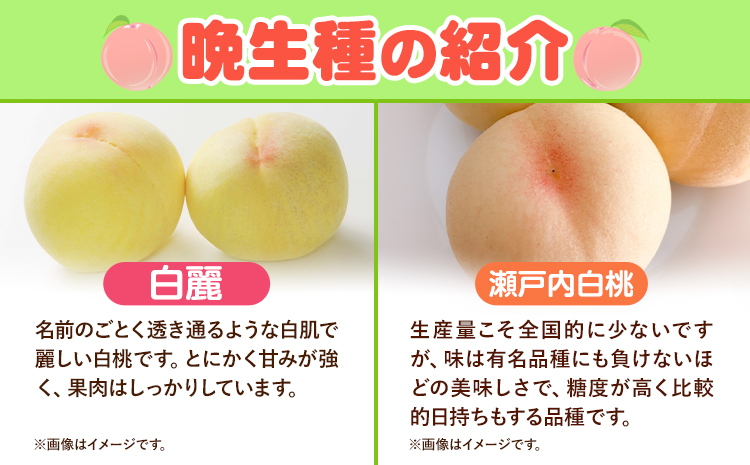 【2025年先行予約】岡山県産 白桃 晩生種 約 1.3kg 5-6玉 晴れの国 おかやま館 漂流岡山 《2025年7月下旬-9月下旬頃出荷》岡山県 浅口市 フルーツ モモ 果物 青果 旬【配送不可地