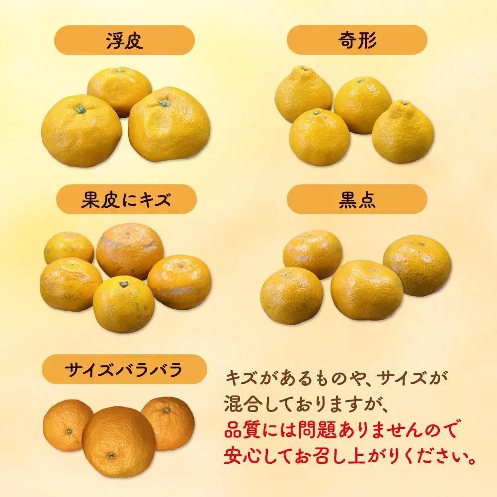 訳あり みかん 約 2.3kg 有田みかん