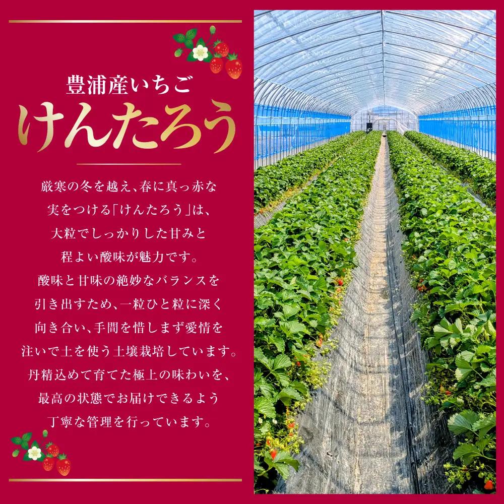 【2027年5月上旬～6月上旬発送予定】いちご「けんたろう」2トレーセット 