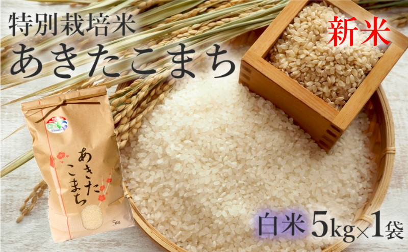 
【白米】特別栽培米 あきたこまち 5kg 秋田県産 令和5年産
