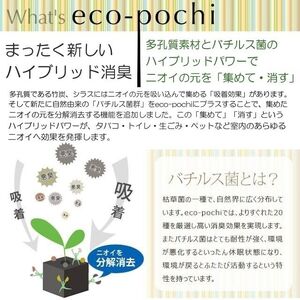 S060-085A_エコ・ポチ シリンダー　白 ガジュマル / 観葉植物 インテリア グリーン ガジュマル