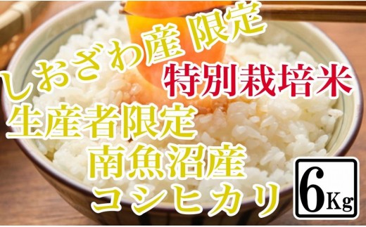 
                  【令和7年産】【精米6kg】特別栽培 しおざわ産限定 生産者限定 南魚沼産コシヒカリ【銘柄米 ブランド米 精米 こしひかり コシヒカリ 魚沼産 新潟米 産地直送 お米 米 こめ コメ ご飯 御飯 ごはん】
                