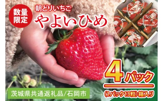 
            【2026年1月中旬以降発送】【数量限定】【朝採れ】いちご やよいひめ3L 4パック【茨城県共通返礼品／石岡市】【朝どり 果物 くだもの フルーツ 苺 イチゴ 完熟 甘い 農家直送】（KU-3）
          