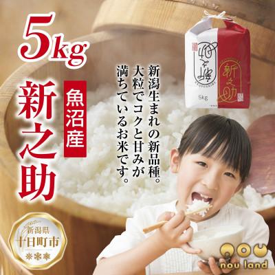 ふるさと納税 十日町市 【令和7年産 予約】 【新品種】 魚沼産 新之助 5kg  新潟県 十日町市 のうランド