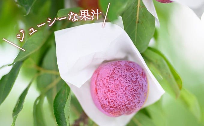 暑い夏にぴったりな果物の一つがプラムです。ほどよい酸味とジューシーな果汁が夏の暑さを和らげます。