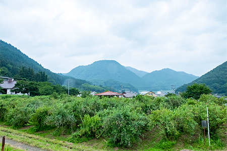 【2024年7月発送】朝どれ「生ブルーベリー」詰め合わせ＜1kg＞【栽培期間中農薬・化学肥料未使用】【配送不可地域：離島】【1210660】