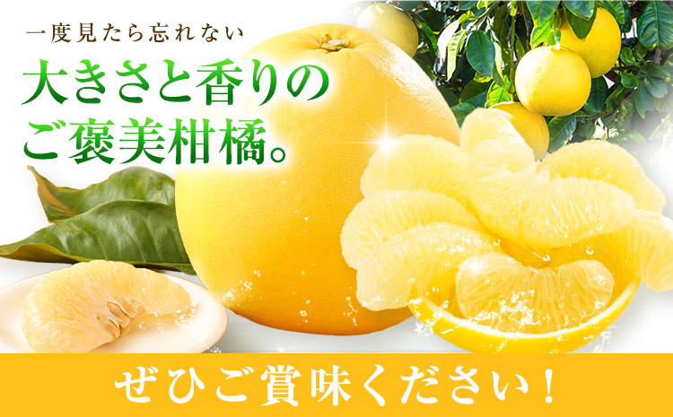 柑橘 晩白柚  3L 1玉 2.5kg 日本フルーツ株式会社《12月上旬-2月末頃出荷》熊本県 氷川町 ばんぺいゆ 果物 フルーツ 大玉 爽やか 甘み 酸味 香り 常温保存 柑橘類 冬 果肉 プリッ 