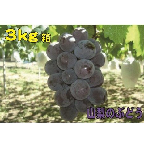 【産地直送】山梨県産：朝採りピオーネ(タネなし)3キロ箱：小沢農園 [5839-1224]