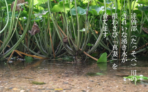 【生産者直送】根わさび 真妻 200g (3～4 本)   と たっそべ漬け（粕漬）のセット 山葵用おろし金付【葵食品】 生産者直送 生 新鮮 岩手県 遠野市 特産 /刺身 お肉 ステーキ 薬味 わさ