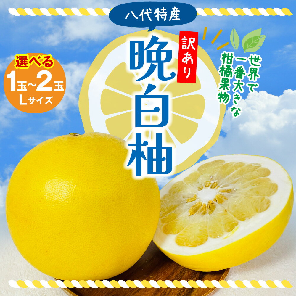 【ふるさと納税】 【先行予約】 【訳あり】八代市産 晩白柚 1〜2玉 【選べる玉数】 ばんぺいゆ 柑橘 果物 果実 くだもの フルーツ 特産品 名産品 お取り寄せ ジャンボサイズ 熊本県 八代市 送料無料 【2026年12月上旬より順次発送】