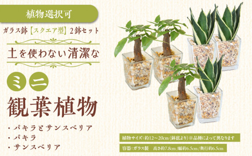 
                  【種類選択可】【観葉植物】土を使わないで清潔なミニ観葉植物 ゼオライト植え・ガラス鉢 スクエア形 2鉢セット（パキラとサンスベリア）｜観葉植物 インテリア 部屋 おしゃれ 福岡県筑前町 送料無料
                