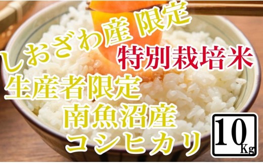 
            【令和7年産】【精米10kg】特別栽培 しおざわ産限定 生産者限定 南魚沼産コシヒカリ【2025年10月上旬より順次発送予定】
          