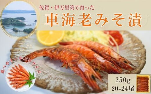 
【佐賀県伊万里産｜車海老みそ漬】海老250g/みそ200g
