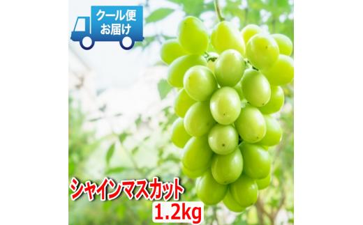 安心のクール便発送　収穫当日に産地直送　シャインマスカット　1.2kg（2房）　ALPDB002